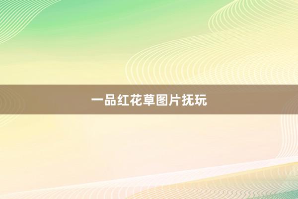 一品红花草图片抚玩