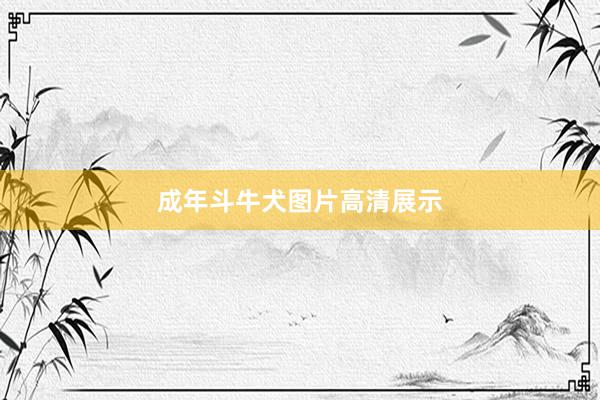 成年斗牛犬图片高清展示
